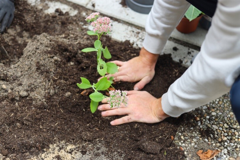 plantje poten